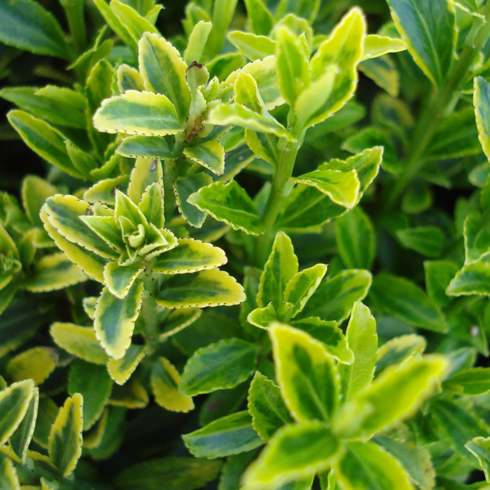Japanischer Spindelstrauch 'Microphyllus Aureovariegatus' - Euonymus japonicus microphyllus Aureovariegatus - Bakker