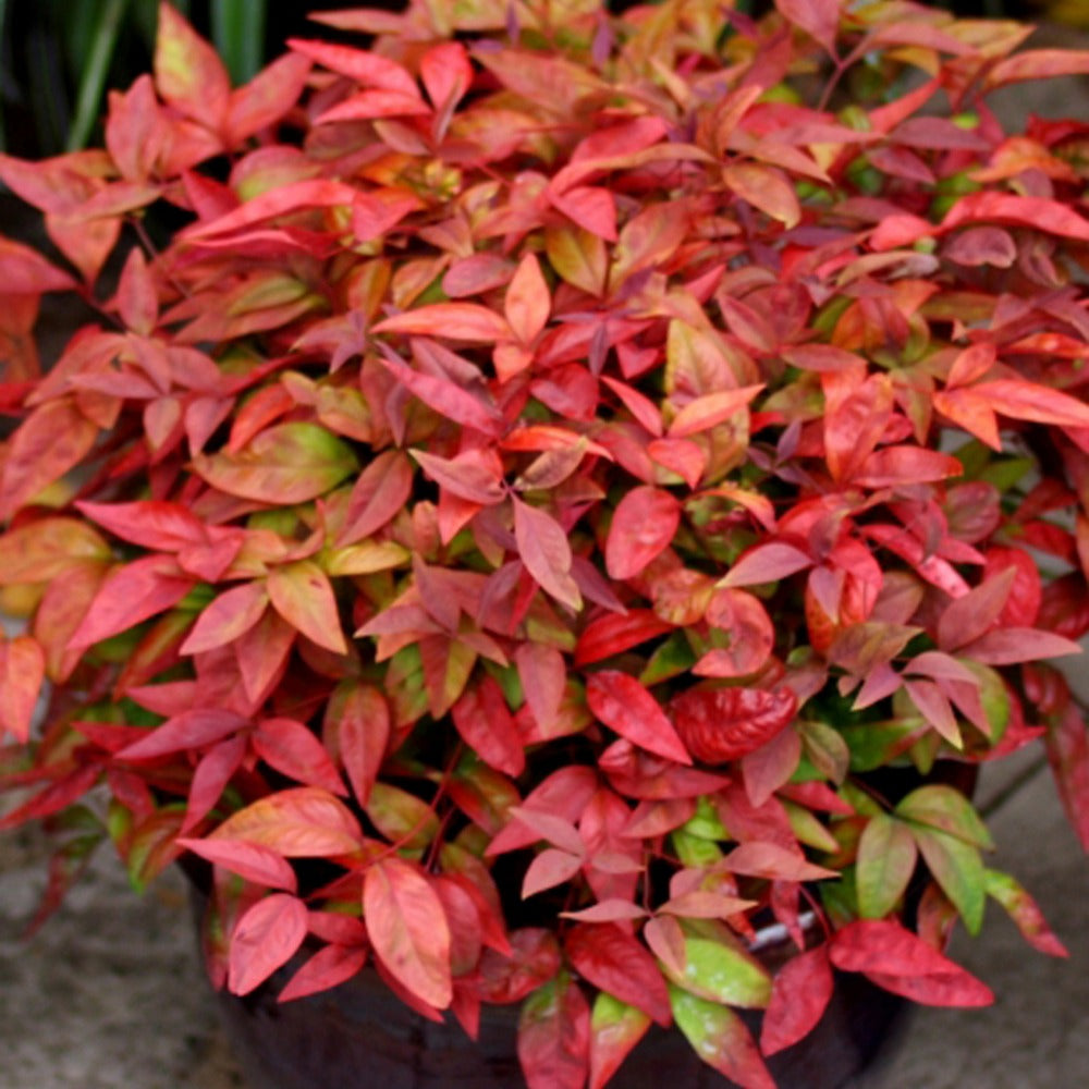 bambus pink Himmelsbambus 'Blush Pink' - Nandina domestica Aka Blush Pink
