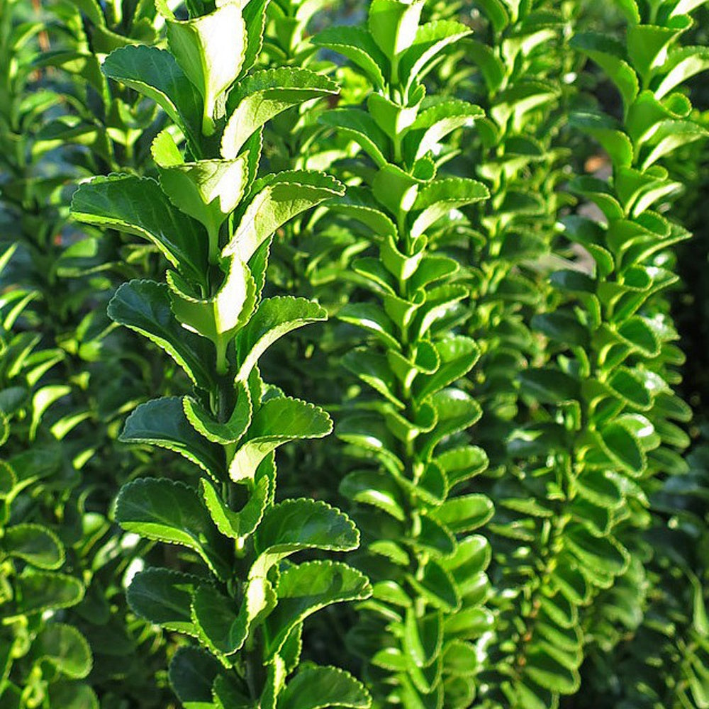Japanischer Spindelstrauch 'Green Spire' - Euonymus japonicus green spire