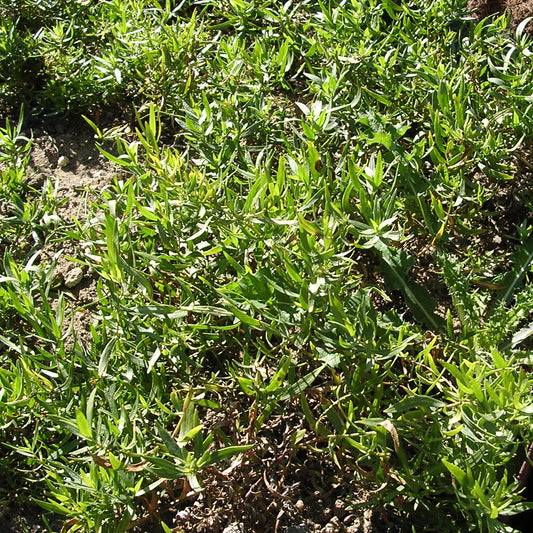 Russischer Estragon - Bakker