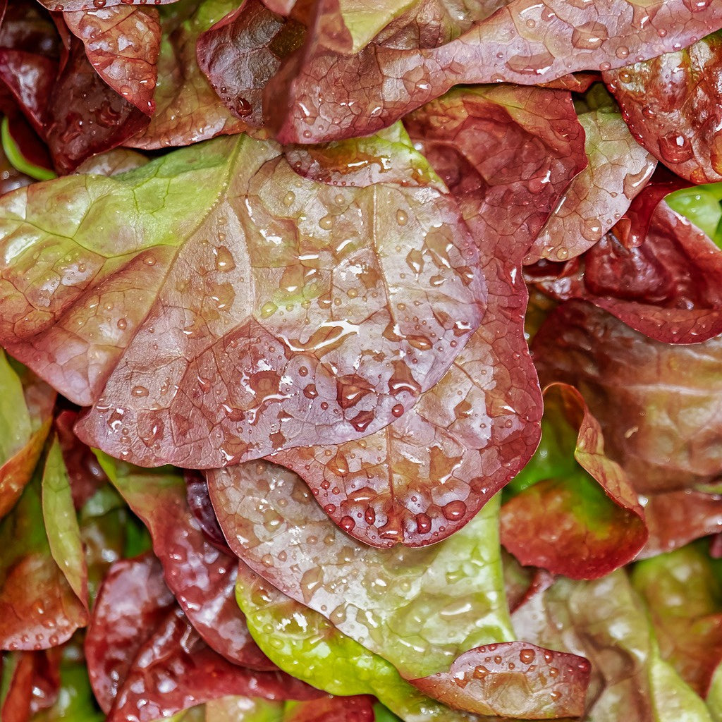 Schnittsalat Lollo Rossa BIO - Bakker