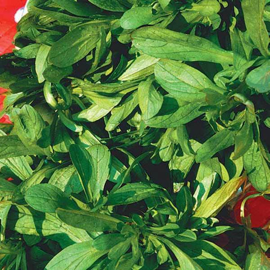 Feldsalat Bio - Bakker