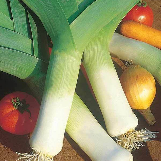 Porree Monstrueux de Carentan 2 Bio - Bakker