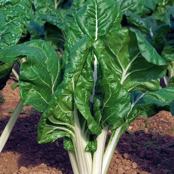 Saatgut Mangold grün mit weißen Rippen Bio - Beta vulgaris cicla carde  blanche 3