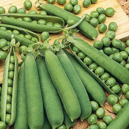 Zwergerbse Orion - Bakker