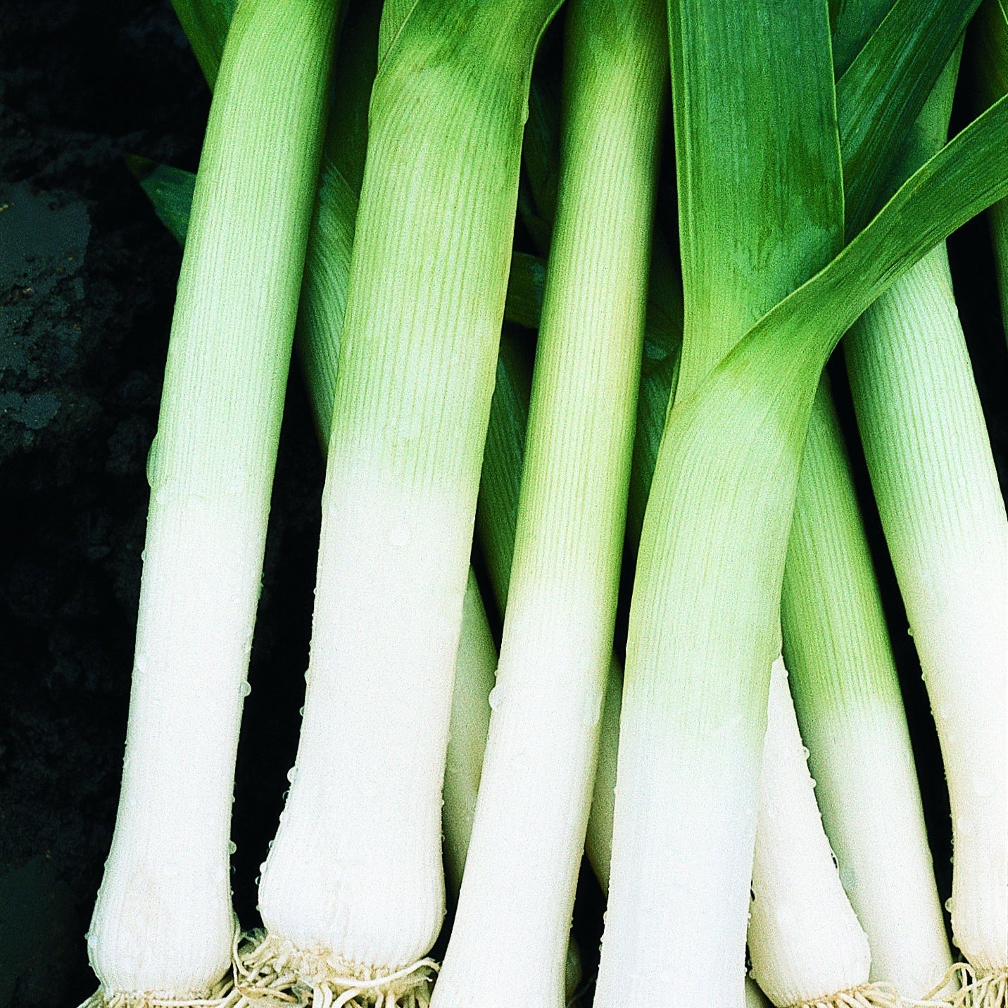 goldfruchtpalme künstlich Goldfruchtpalme Kunstpflanze kaufen main image 0