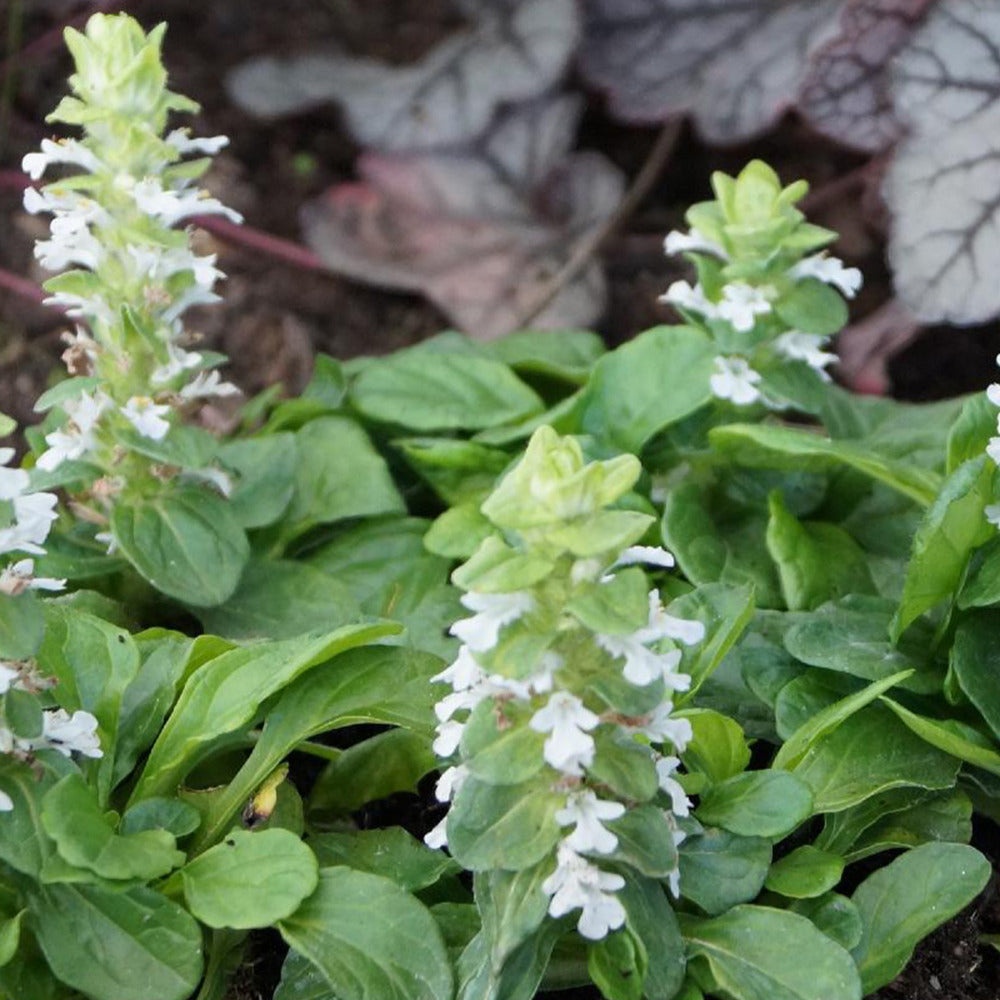 Kriechender Günsel Alba - Ajuga reptans alba