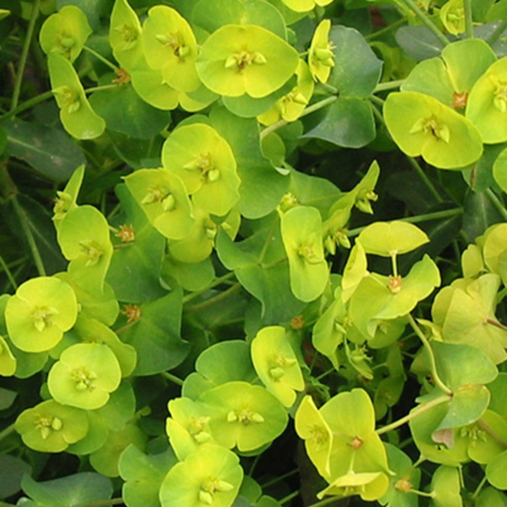 Wolfsmilch - Purpur-Wolfsmilch - Euphorbia amygdaloides purpurea