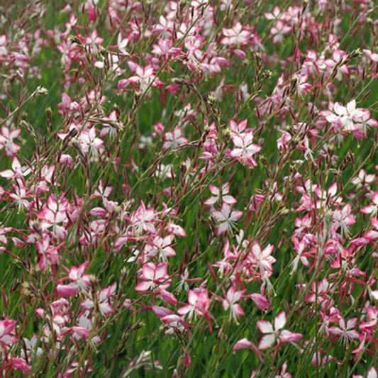 Prachtkerze Rosyjane - Gaura lindheimeri rosyjane ® - Gartenpflanzen