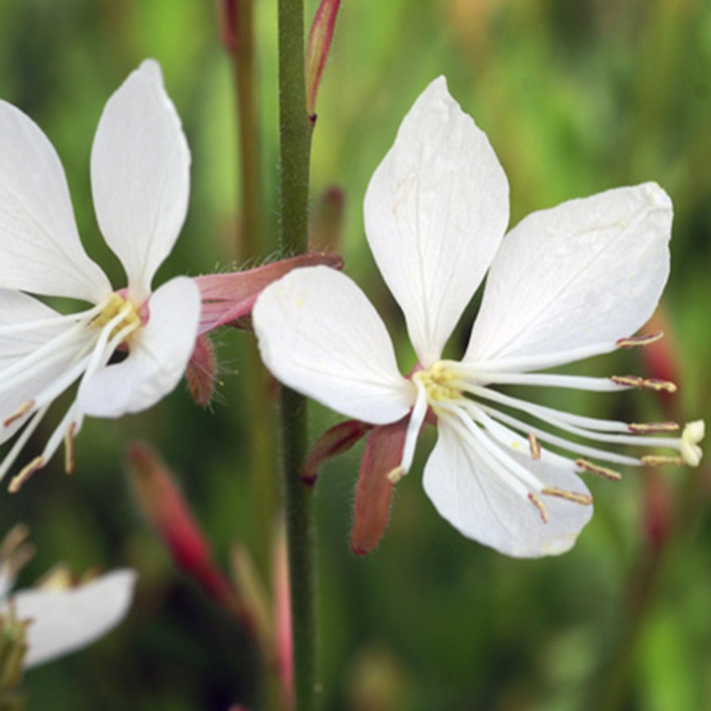 Gaura Snowstorm