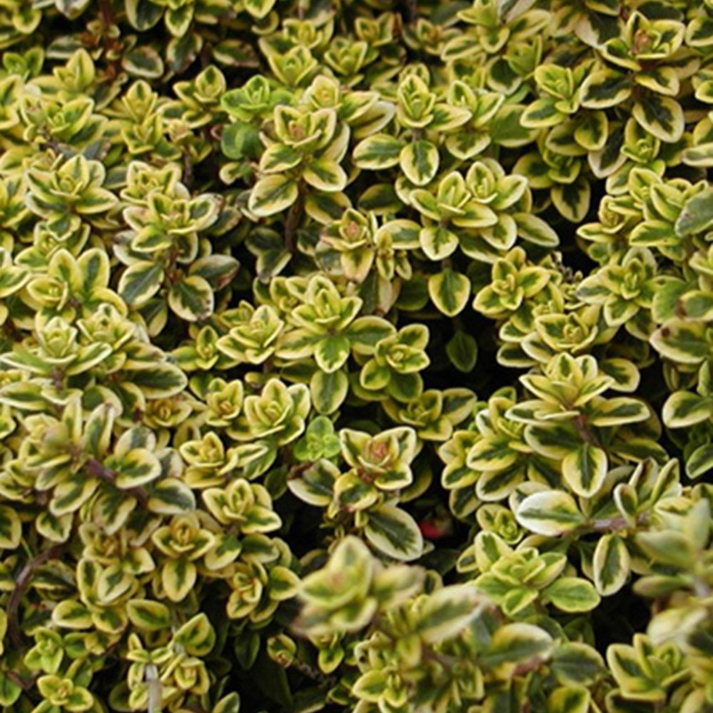 Zitronenthymian ‘Aureus’