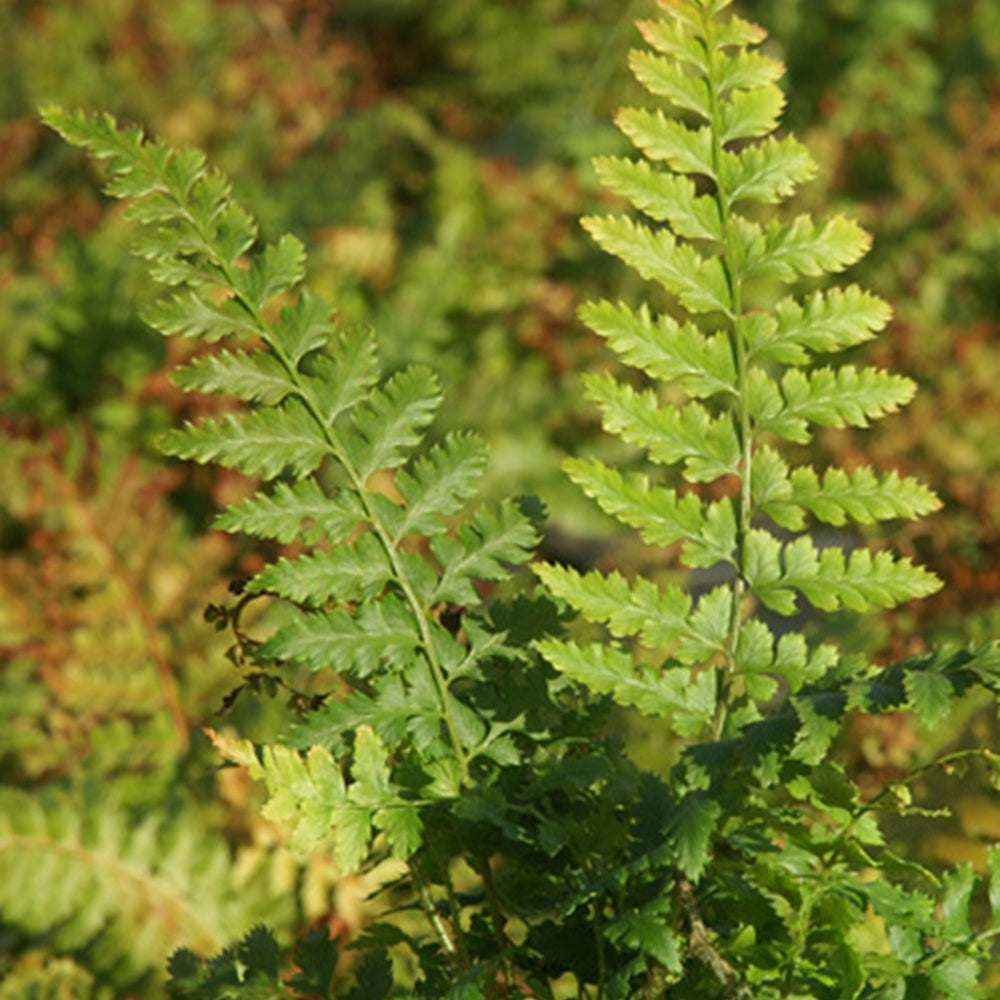 Grannen-Schildfarn - Polystichum setiferum