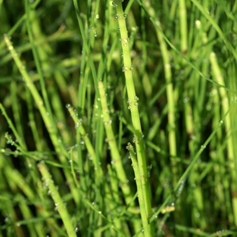 TeichSchachtelhalm Equisetum fluviatile