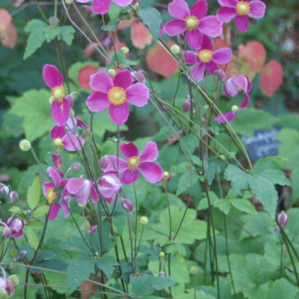 Herbstanemone Splendens - Anemone hupehensis splendens | Bakker.com