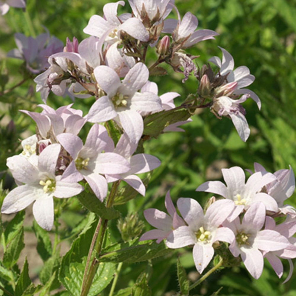 Dolden-Glockenblume Loddon Anna - Campanula lactiflora loddon anna