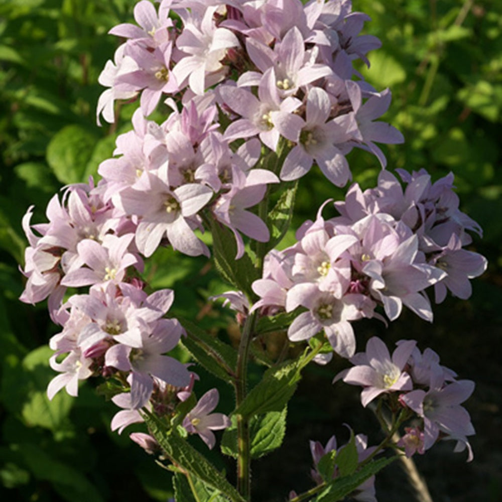 Dolden-Glockenblume Loddon Anna - Campanula lactiflora loddon anna
