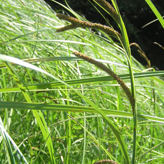 Sumpf-Segge - Carex acutiformis - Sträucher und Stauden
