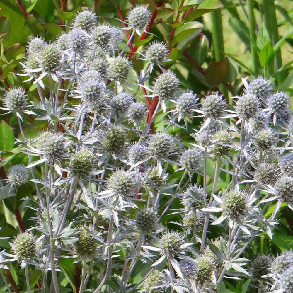 Mannstreu - Flachblatt-Mannstreu - Eryngium planum