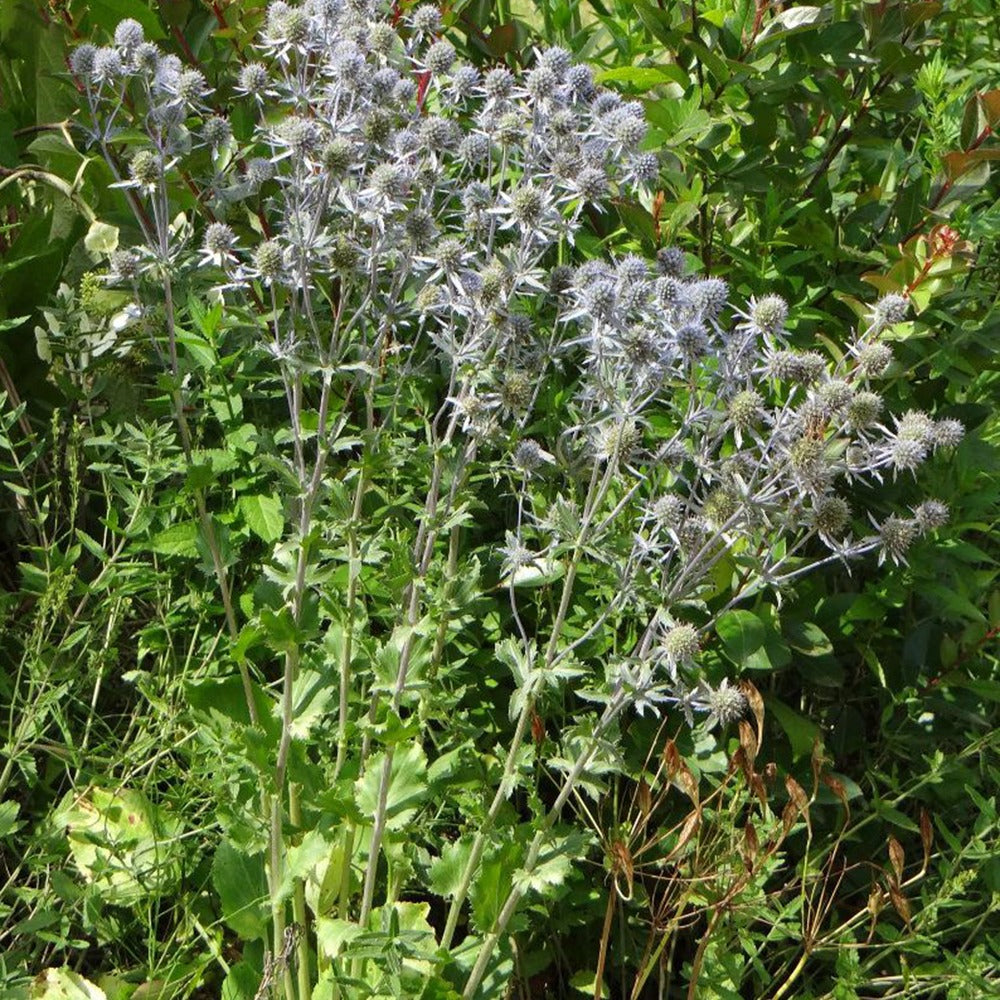 Verkauf Flachblatt-Mannstreu