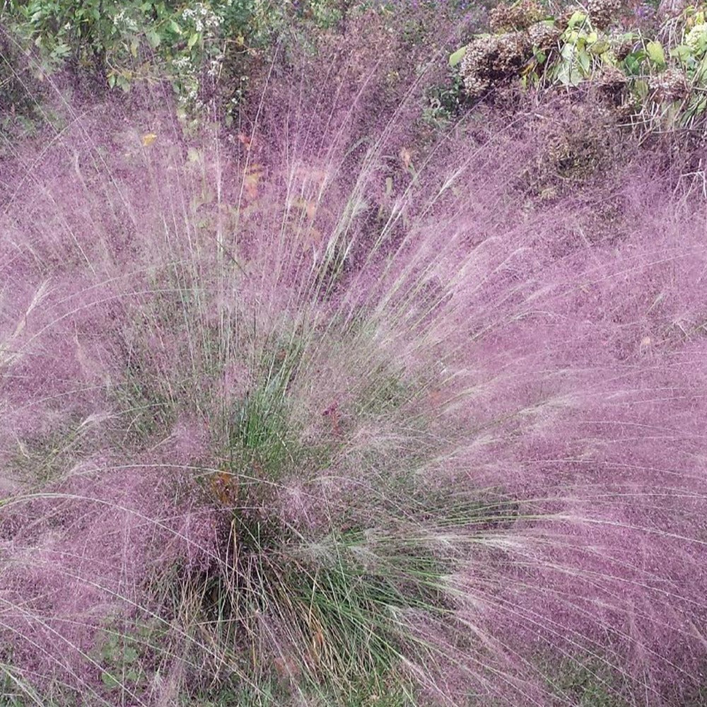 Eragrostis spectabilis - Liebesgras - Gräser