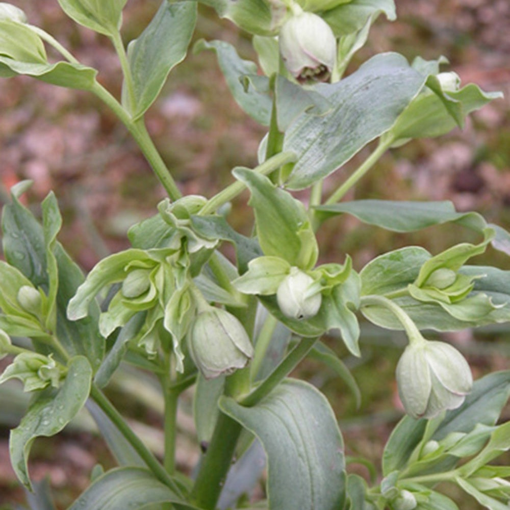 Stinkende Nieswurz - Helleborus foetidus