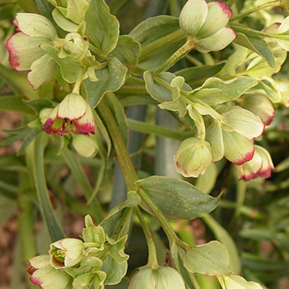 stinkende zimmerpflanzen Stinkende Nieswurz - Helleborus foetidus