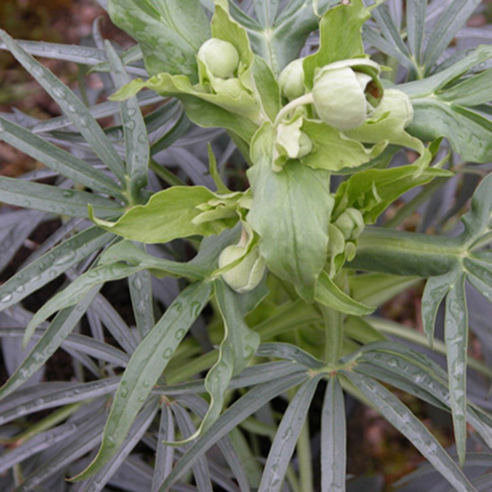 Stinkende Nieswurz - Helleborus foetidus