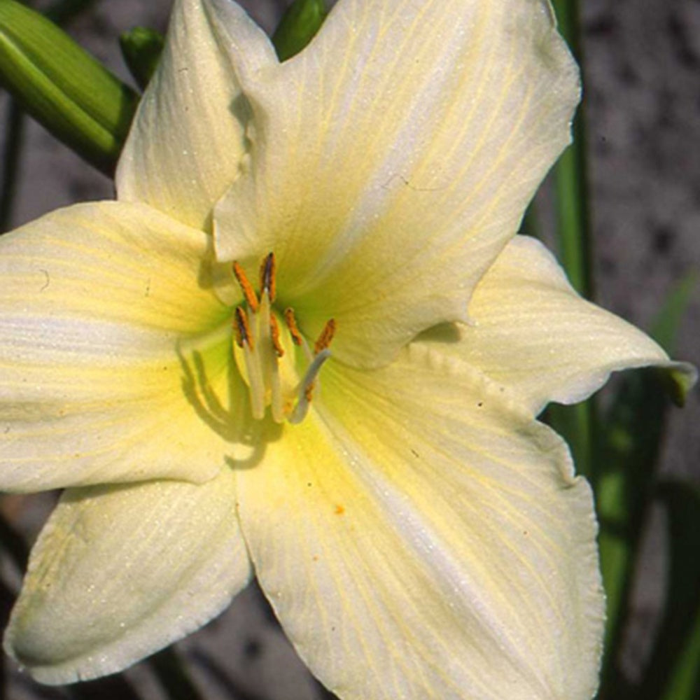 Taglilie Iron Gate Glacier - Hemerocallis iron gate glacier - Bakker