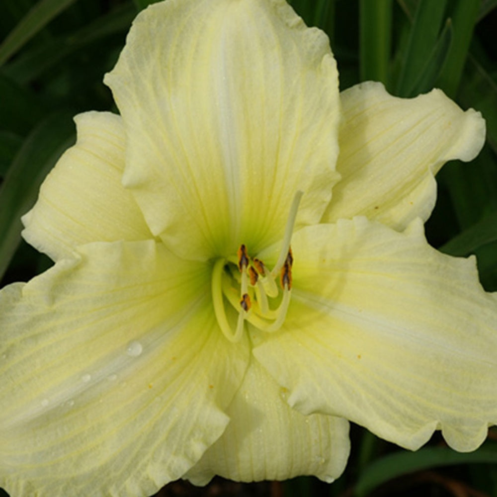 Hemerocallis iron gate glacier - Taglilie Iron Gate Glacier - Hemerocallis - Taglilie