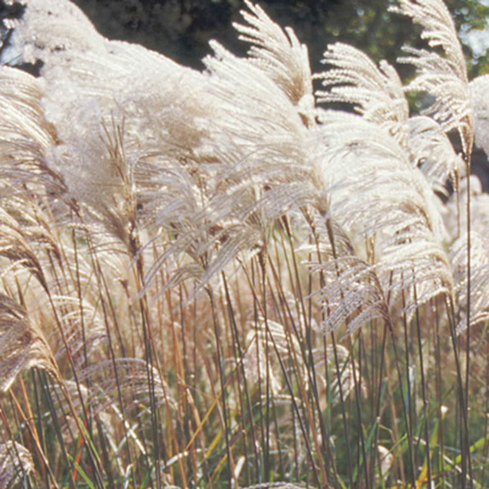 Miscanthus sinensis malepartus - Chinaschilf Malepartus - Miscanthus - Miscanthus