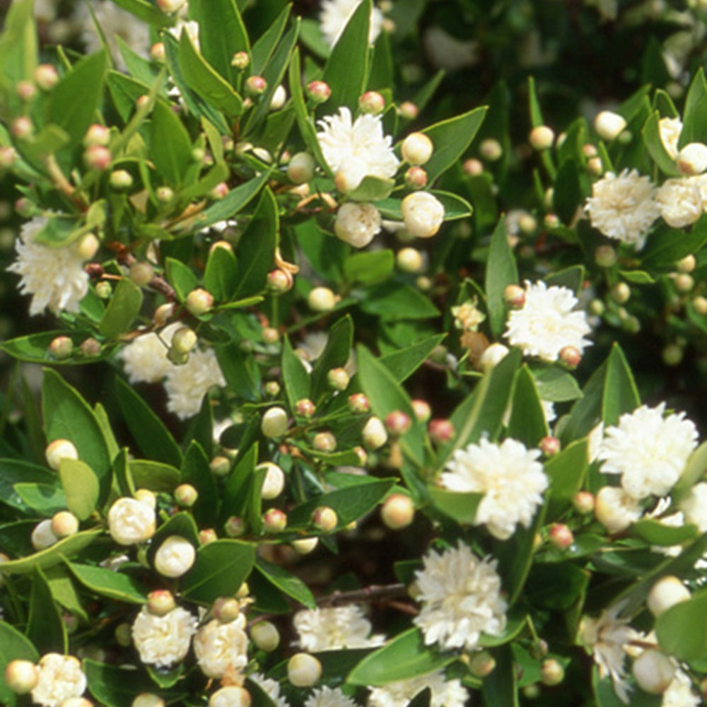 Echte Myrte 'Flore Pleno' - Myrtus communis flore pleno