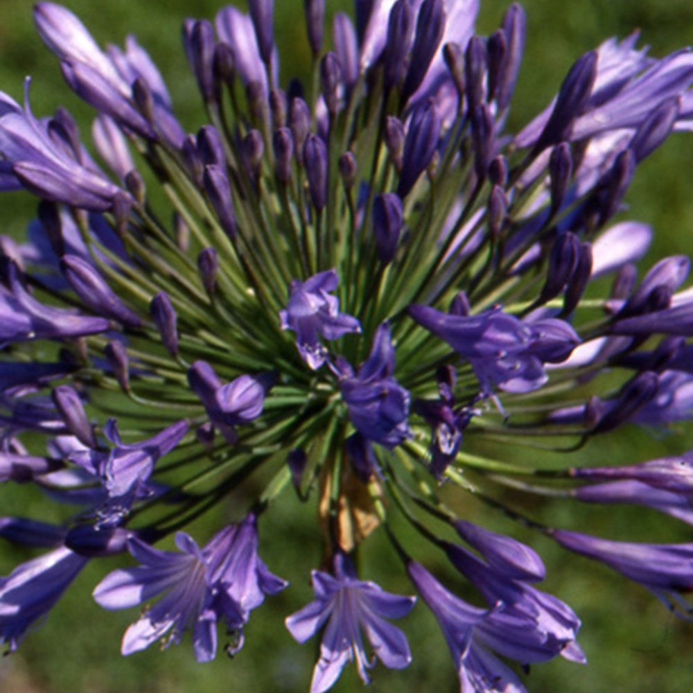 schmucklilie dünger Schmucklilie Donau - Agapanthus donau