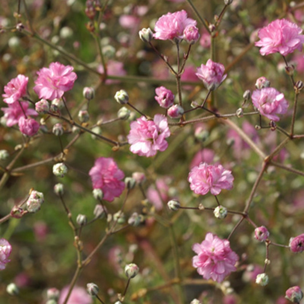 Gefülltes Schleierkraut Flamingo - Gypsophila paniculata flamingo