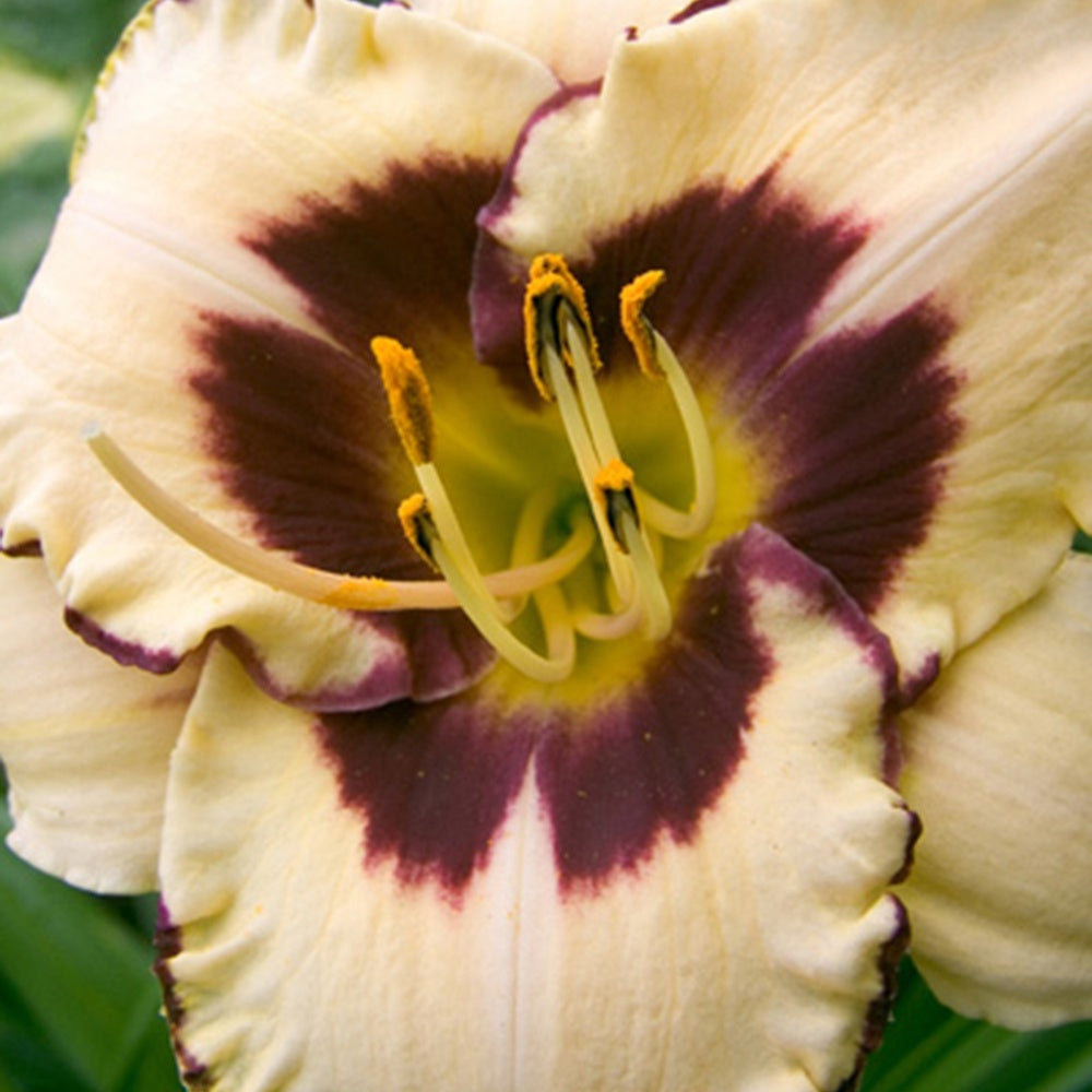 Taglilie 'Canadian Border Patrol' - Hemerocallis canadian border patrol