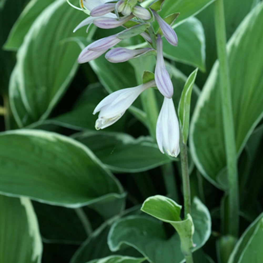 Funkie Francee - Hosta fortunei Francee - Bakker