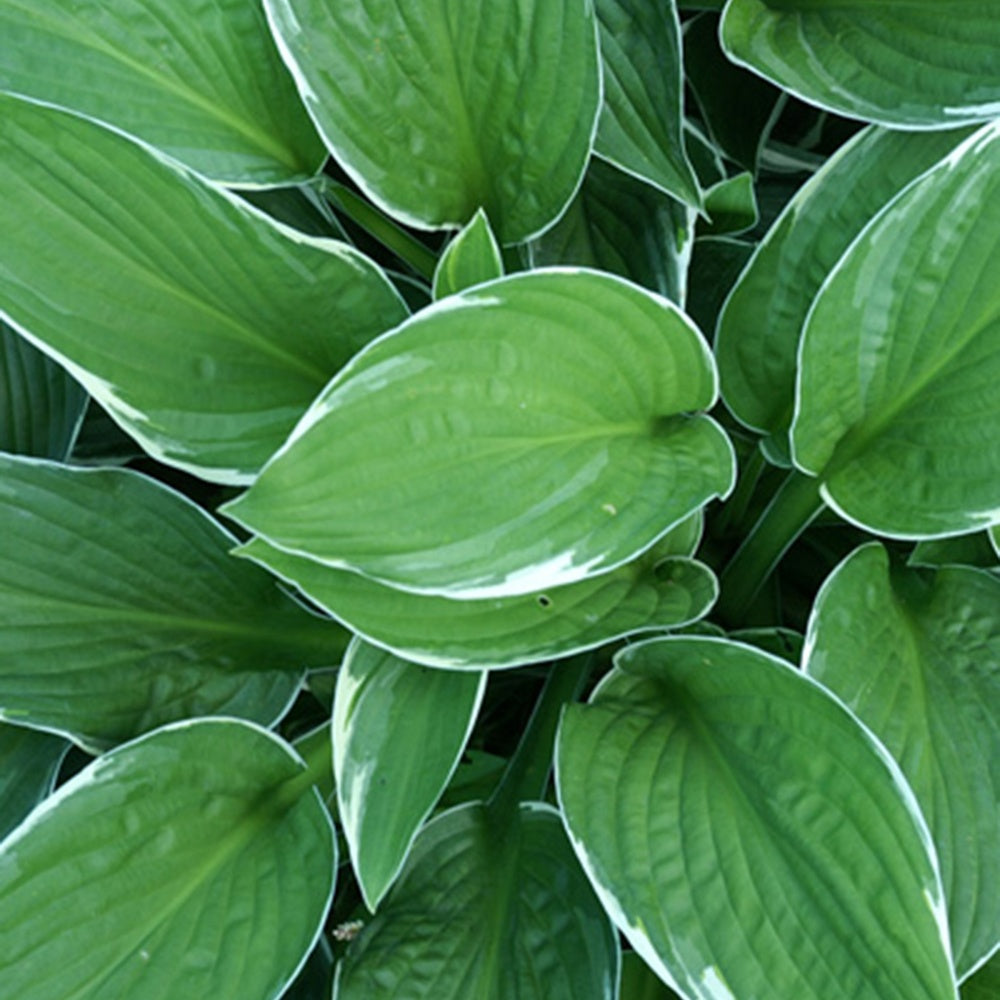Hosta fortunei Francee - Funkie Francee - Stauden