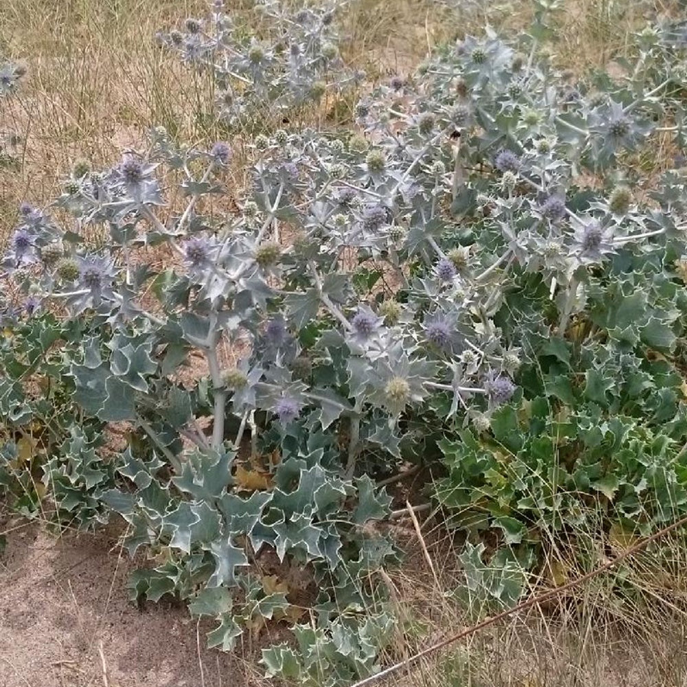 Stranddistel - Eryngium maritimum