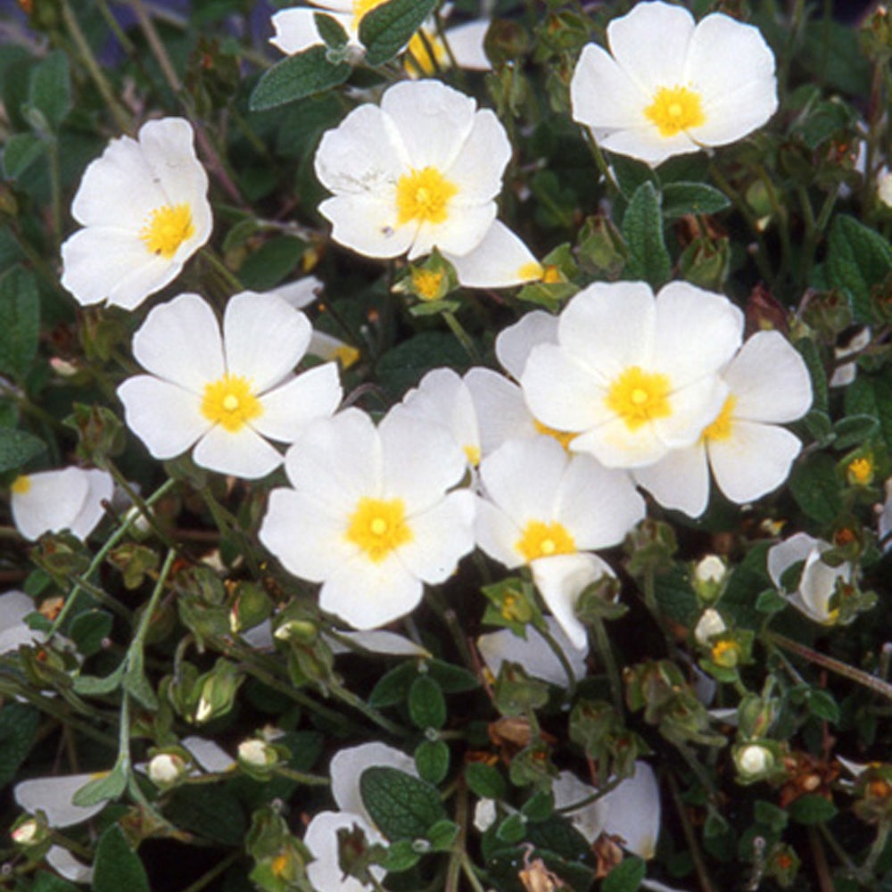 Stumpfblättrige Zistrose - Cistus obtusifolius