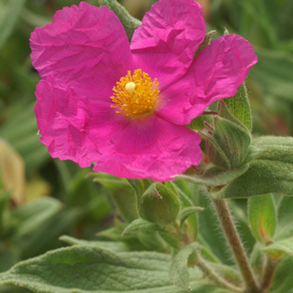 Zistrose