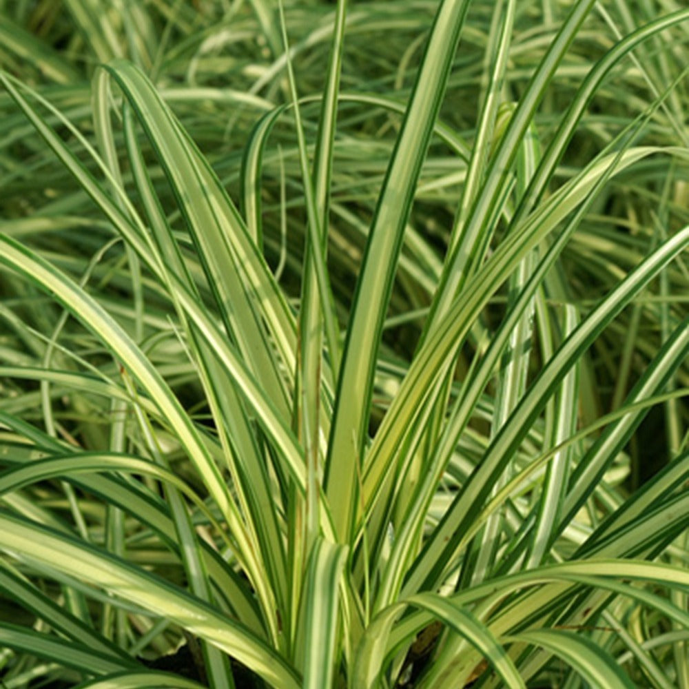 Carex oshimensis evergold - Japan-Segge ‘Evergold’ - Carex
