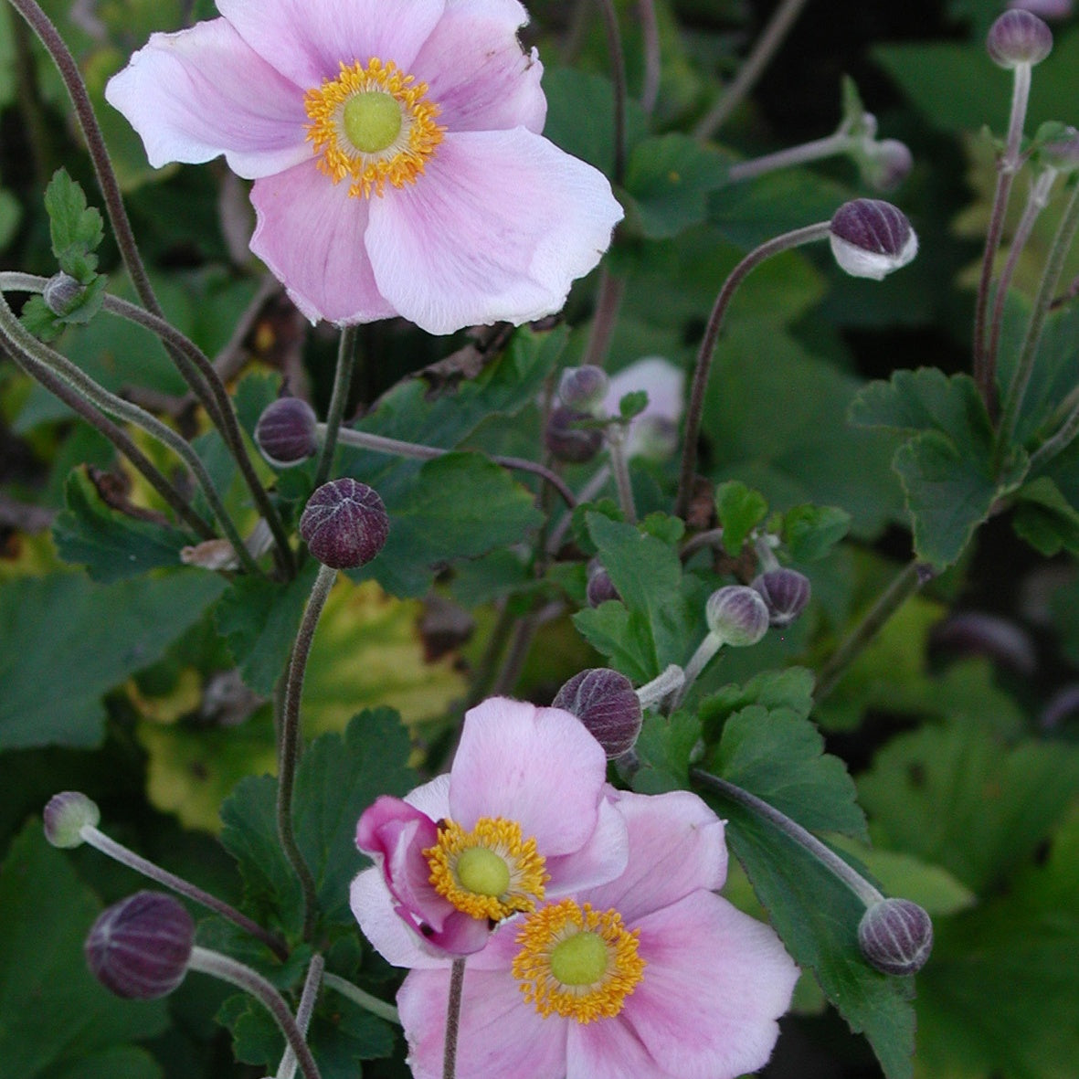 herbstanemonen düngen Herbstanemone 'September Charm' - Anemone hupehensis September Charm