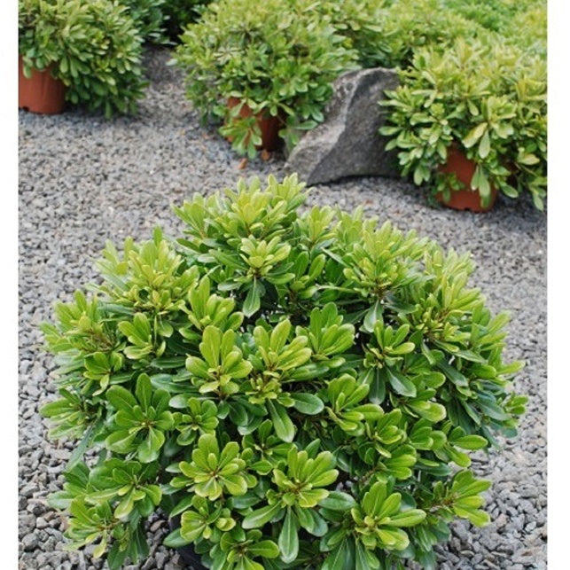 bambus nana Klebsame 'Nana' - Pittosporum tobira Nana