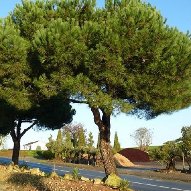 Pinie - Pinus pinea - Bakker