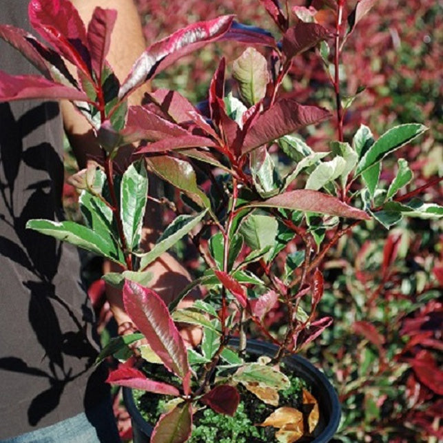 glanzmispel pink marble kaufen Glanzmispel 'Pink Marble' - Photinia fraseri Pink Marble