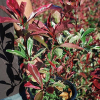 Glanzmispel 'Pink Marble' - Photinia fraseri 'pink marble'