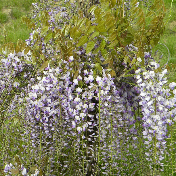 blauregen caroline Chinesischer Blauregen 'Caroline' - Wisteria sinensis 'caroline'