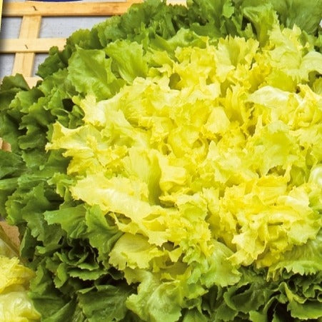 Saatgut Endiviensalat Eminence - Cichorium endivia latifolium eminence