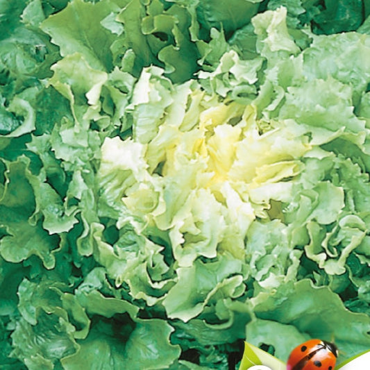 Endiviensalat Grosse gelockte Nuance Bio - Bakker