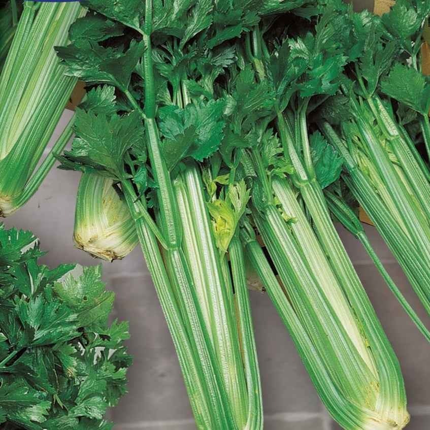 Saatgut Sellerie Green Sleeves - Apium graveolens green sleeves