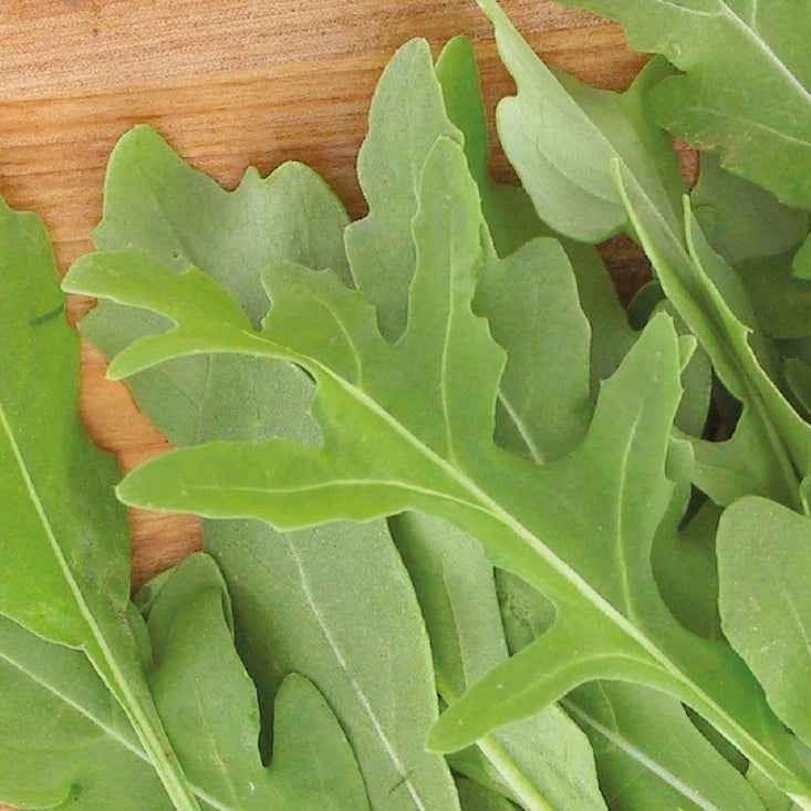 Saatgut Rucola Rocky Wild Bio - Diplotaxis selvatica rocky wild